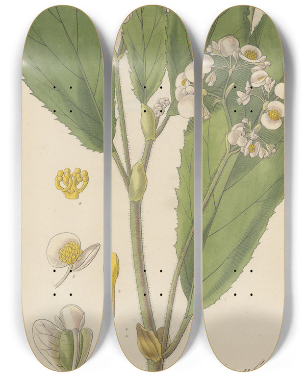 Triptych art skateboard deck of William Jackson Hooker Begonia Ulmifolia by William Jackson Hooker (1785-1865)