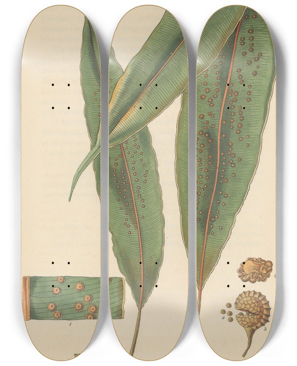 Triptych art skateboard deck of William Jackson Hooker Aspidium Nodosum by William Jackson Hooker (1785-1865)