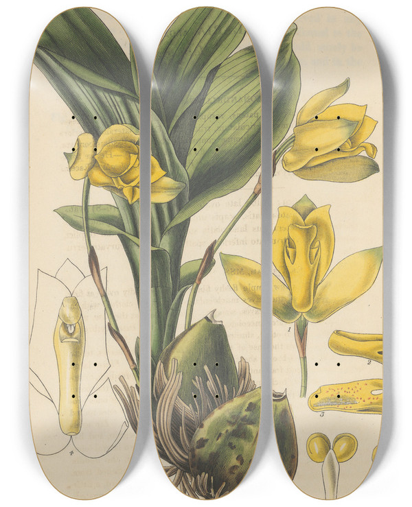 Triptych art skateboard deck of William Jackson Hooker Maxillaria Aromatica by William Jackson Hooker (1785-1865)