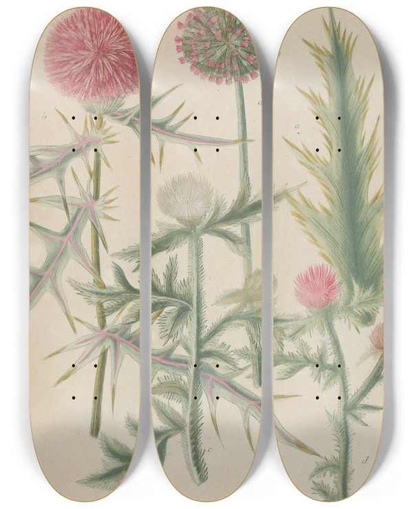 Triptych art skateboard deck of Johann Wilhelm Weinmann Phytanthoza Iconographia Pl038 by Johann Wilhelm Weinmann (1683-1741)