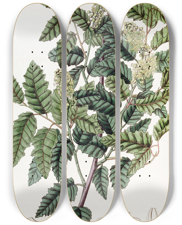 Triptych art skateboard deck of Sydenham Edwards Broadleaved Duvaua by Sydenham Edwards (1768-1819)