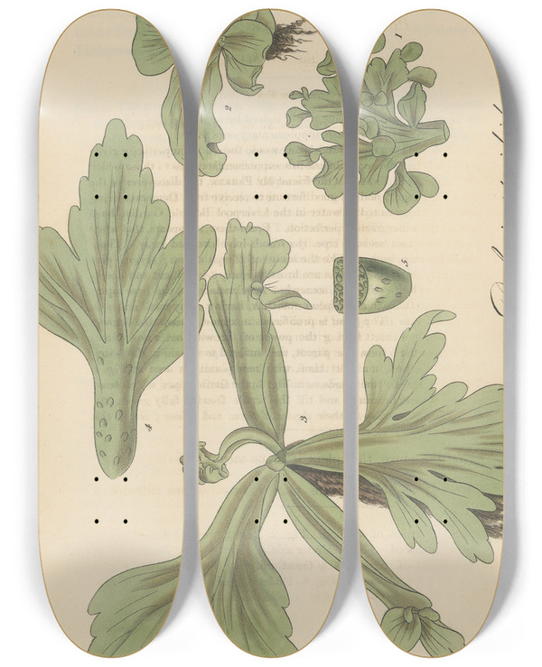 Triptych art skateboard deck of William Jackson Hooker Parkeria Pteridoides_1 by William Jackson Hooker (1785-1865)