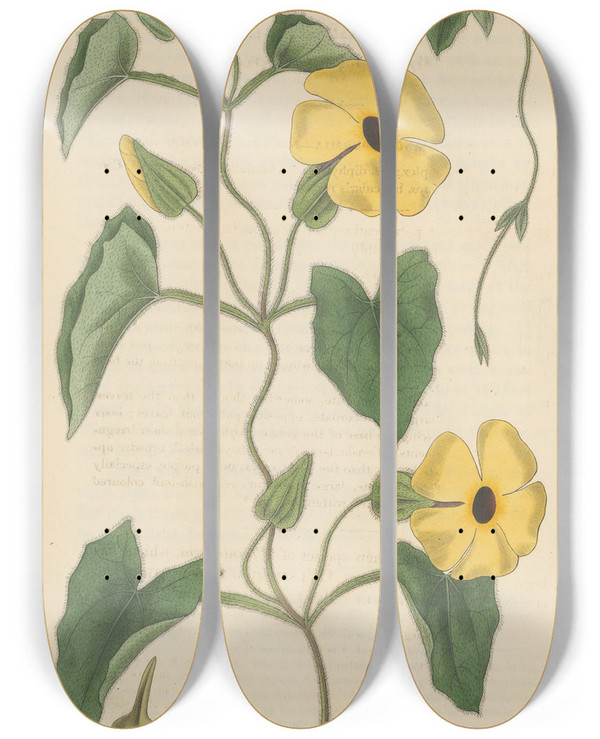 Triptych art skateboard deck of William Jackson Hooker Thunbergia Alata by William Jackson Hooker (1785-1865)