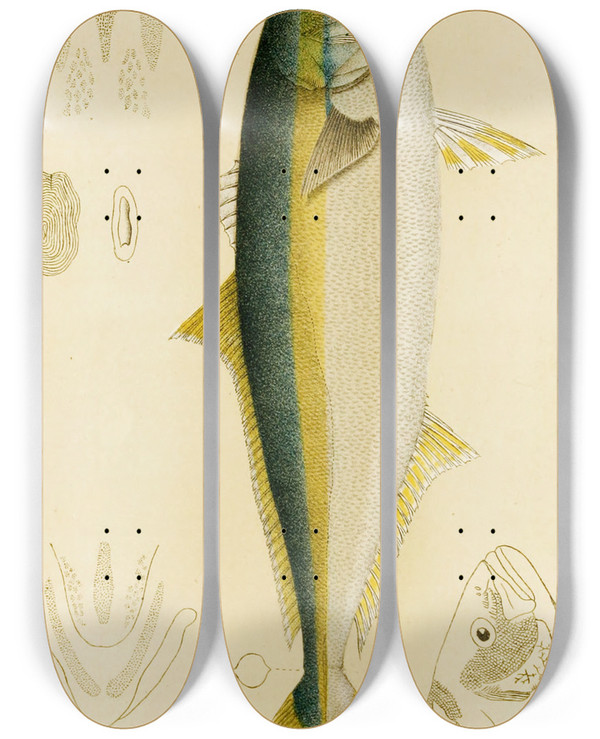 Triptych art skateboard deck of Frederick Mccoy Fishes Iv by Frederick Mccoy (1817-1899)