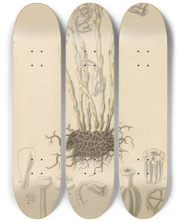 Triptych art skateboard deck of William Jackson Hooker Monotropa Uniflora by William Jackson Hooker (1785-1865)