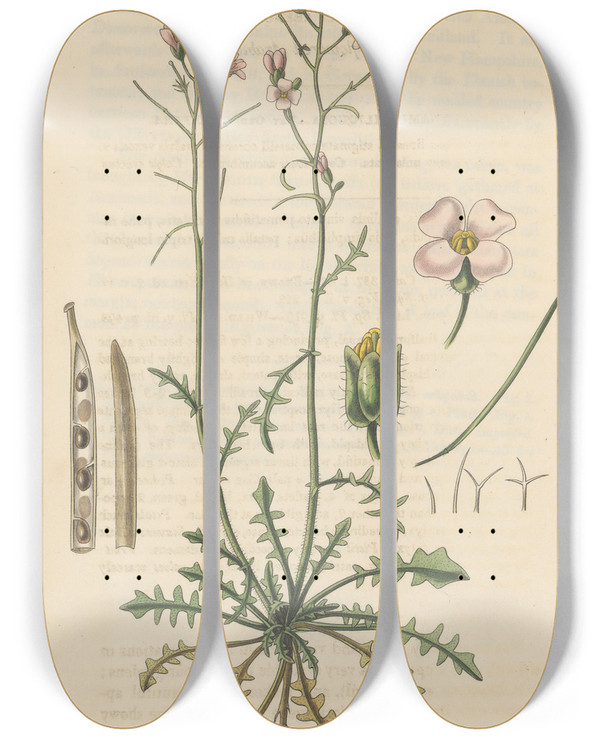 Triptych art skateboard deck of William Jackson Hooker Arabis Arenosa by William Jackson Hooker (1785-1865)