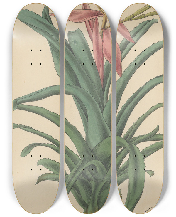Triptych art skateboard deck of William Jackson Hooker Bromelia Pallida_2 by William Jackson Hooker (1785-1865)