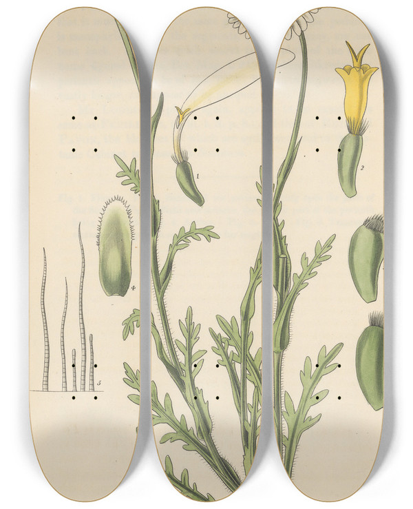 Triptych art skateboard deck of William Jackson Hooker Pyrethrum Diversifolium by William Jackson Hooker (1785-1865)