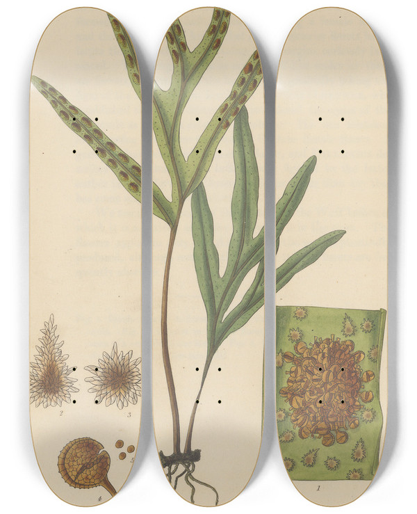 Triptych art skateboard deck of William Jackson Hooker Pleopeltis Angusta by William Jackson Hooker (1785-1865)