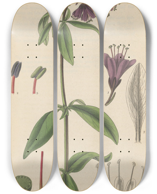 Triptych art skateboard deck of William Jackson Hooker Lysimachia Atropurpurea by William Jackson Hooker (1785-1865)