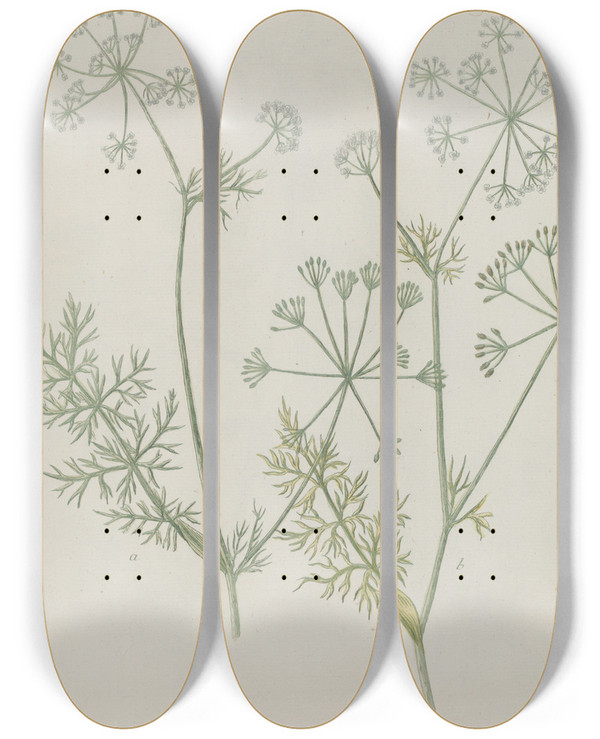 Triptych art skateboard deck of Johann Wilhelm Weinmann Phytanthoza Iconographia Pl044 by Johann Wilhelm Weinmann (1683-1741)