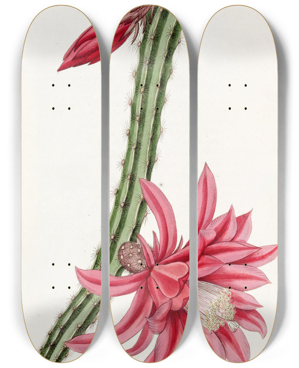 Triptych art skateboard deck of Sydenham Edwards The Crimson Creeping Cereus by Sydenham Edwards (1768-1819)