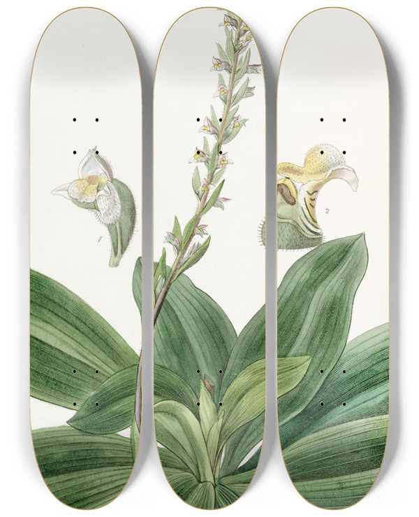 Triptych art skateboard deck of Sydenham Edwards Longbracted Ladys Traces by Sydenham Edwards (1768-1819)