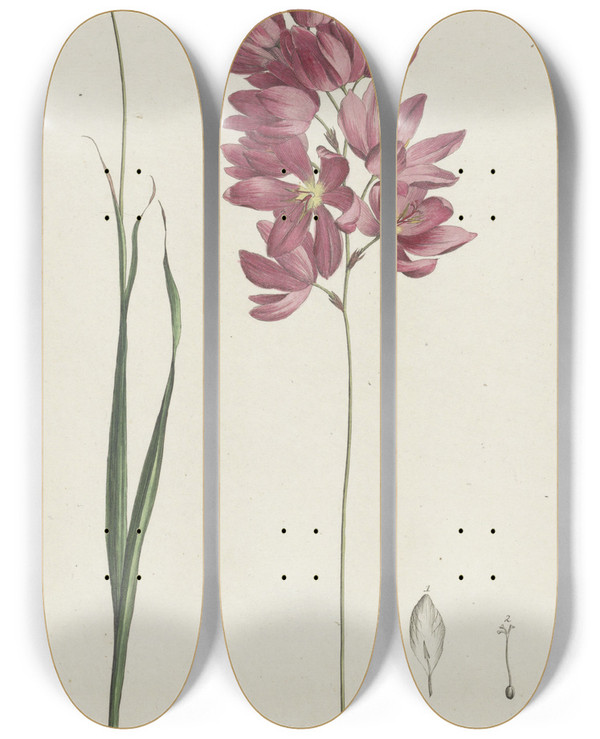 Triptych art skateboard deck of Hendrik Schwegman Ixia Patens Aiton by Hendrik Schwegman (1761-1816)