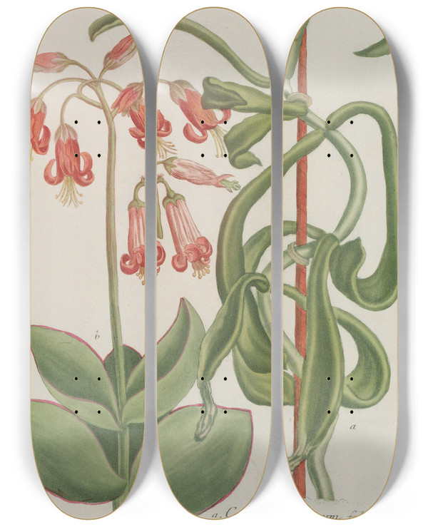 Triptych art skateboard deck of Johann Wilhelm Weinmann Phytanthoza Iconographia Pl156 by Johann Wilhelm Weinmann (1683-1741)