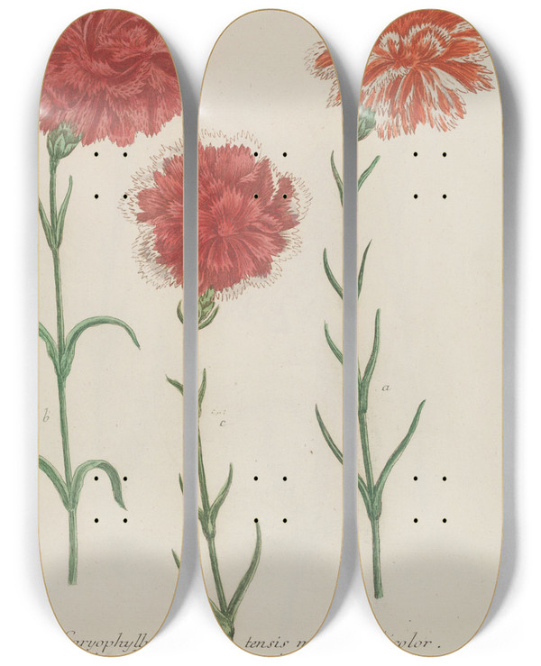 Triptych art skateboard deck of Johann Wilhelm Weinmann Phytanthoza Iconographia Pl061 by Johann Wilhelm Weinmann (1683-1741)