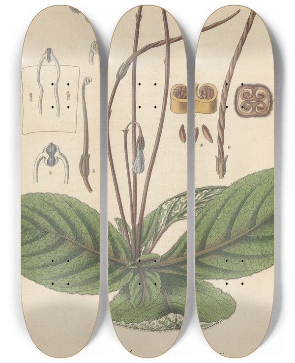 Triptych art skateboard deck of William Jackson Hooker Didymocarpus Rexii by William Jackson Hooker (1785-1865)