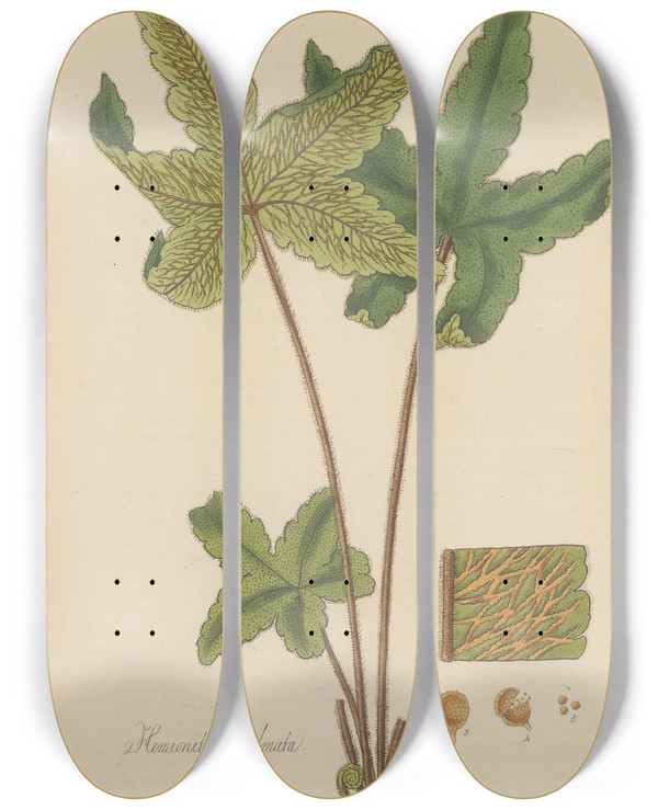 Triptych art skateboard deck of William Jackson Hooker Hemionitis Palmata by William Jackson Hooker (1785-1865)