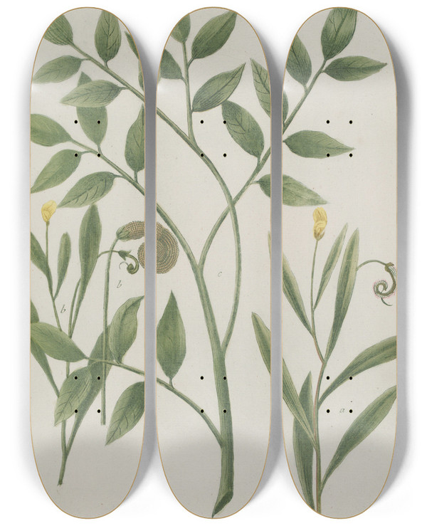 Triptych art skateboard deck of Johann Wilhelm Weinmann Phytanthoza Iconographia Pl018 by Johann Wilhelm Weinmann (1683-1741)