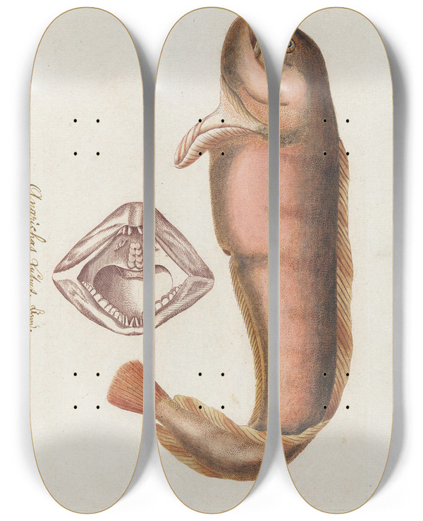 Triptych art skateboard deck of Peder Ascanius Icones Rerum Naturalium Ou Figures Enlumines Dhistoire Naturelle Du Nord Pl25 by Peder Ascanius (1723-1803)
