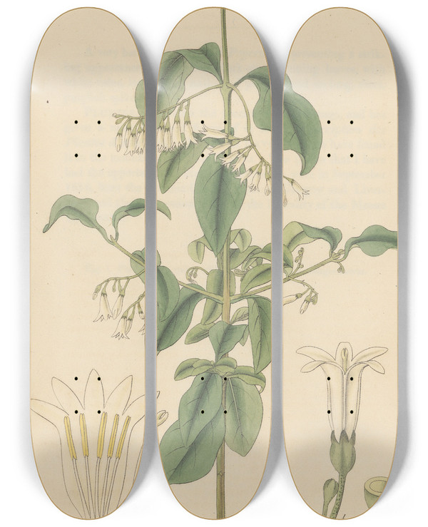 Triptych art skateboard deck of William Jackson Hooker Chiococca Racemosa by William Jackson Hooker (1785-1865)