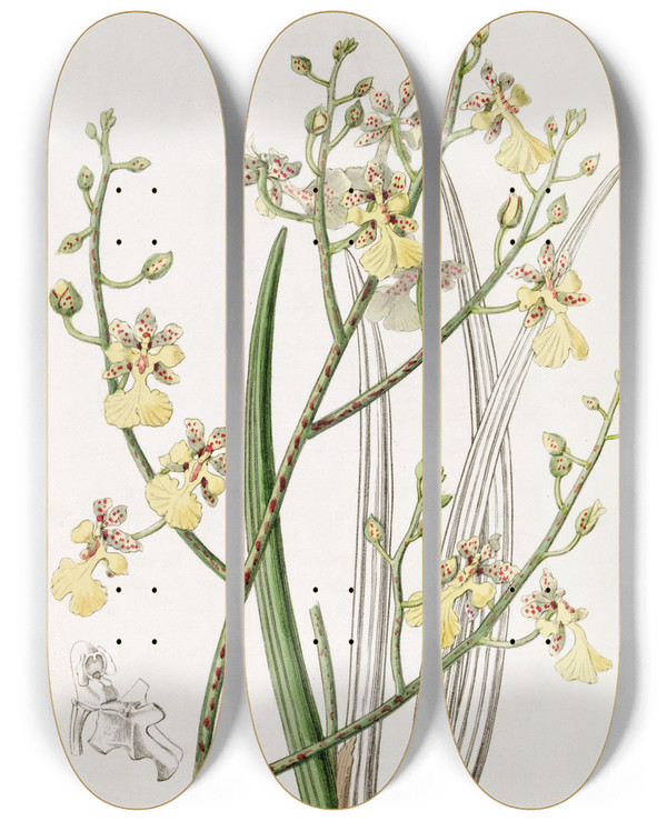 Triptych art skateboard deck of Sydenham Edwards Chiveleaved Oncidium by Sydenham Edwards (1768-1819)