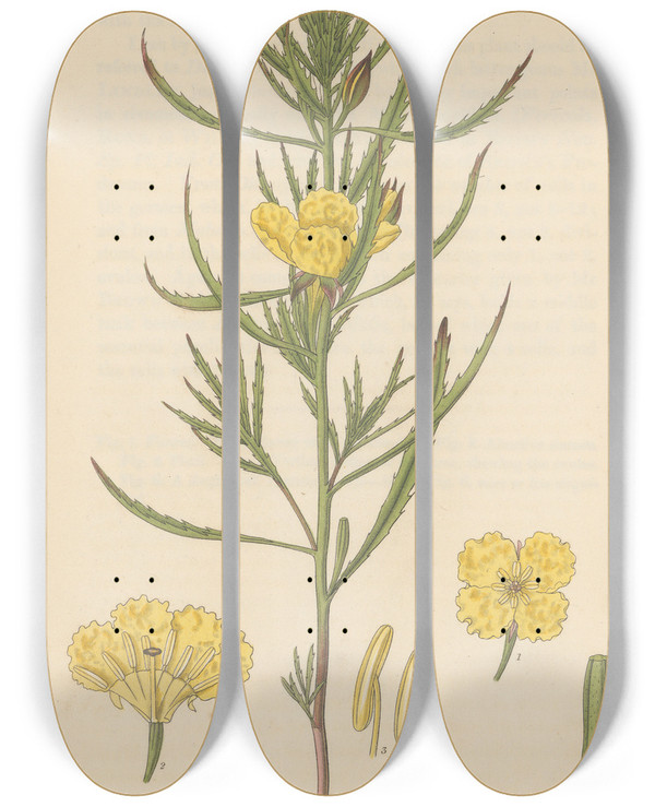 Triptych art skateboard deck of William Jackson Hooker Oenothera Serrulata by William Jackson Hooker (1785-1865)