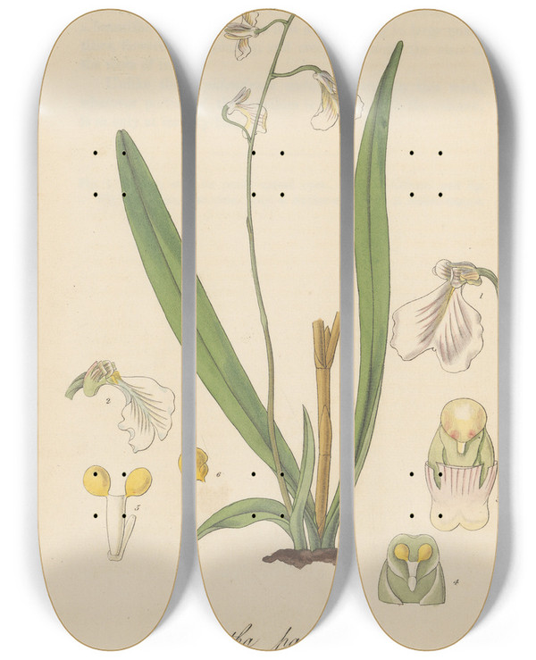 Triptych art skateboard deck of William Jackson Hooker Iantha Pallidiflora by William Jackson Hooker (1785-1865)
