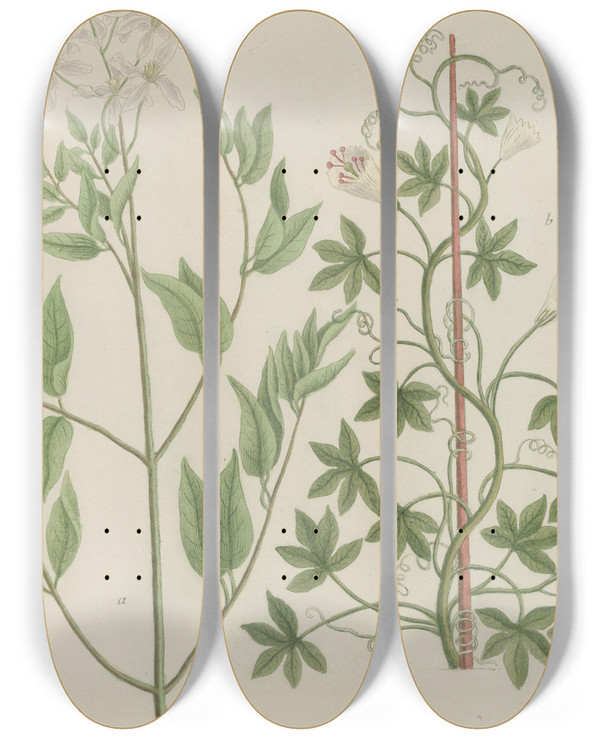 Triptych art skateboard deck of Johann Wilhelm Weinmann Phytanthoza Iconographia Pl117 by Johann Wilhelm Weinmann (1683-1741)
