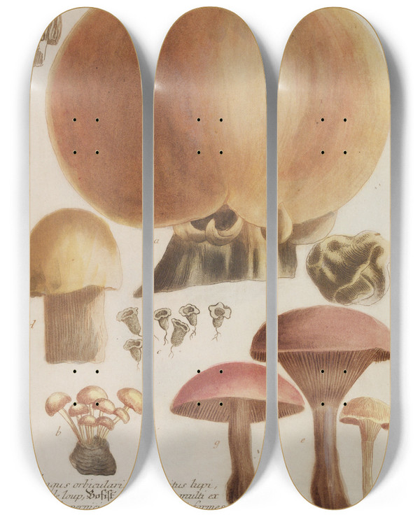 Triptych art skateboard deck of Johann Wilhelm Weinmann Phytanthoza Iconographia Pl246 by Johann Wilhelm Weinmann (1683-1741)