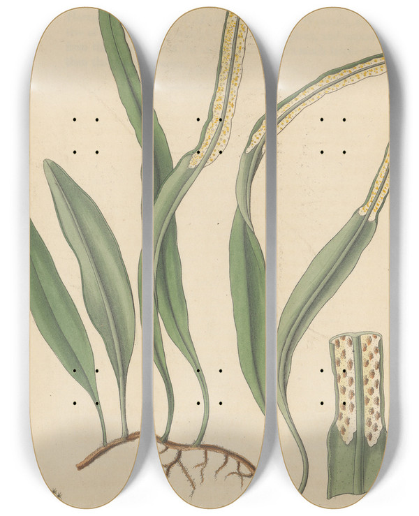 Triptych art skateboard deck of William Jackson Hooker Polypodium Pertusum by William Jackson Hooker (1785-1865)