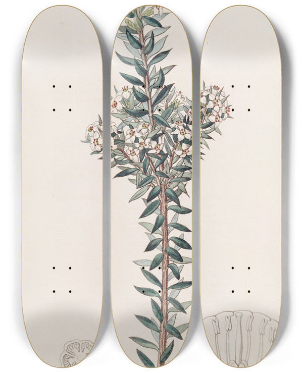 Triptych art skateboard deck of Sydenham Edwards Doubtful Epacris by Sydenham Edwards (1768-1819)