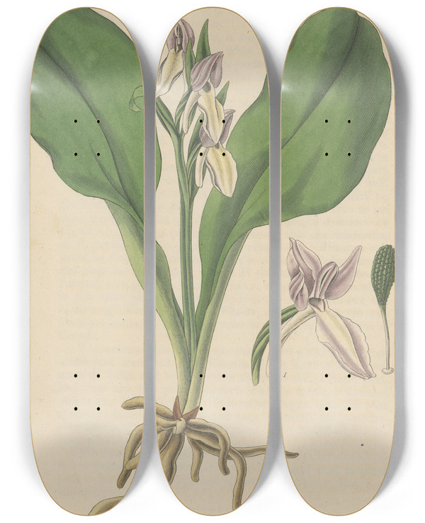 Triptych art skateboard deck of William Jackson Hooker Orchis Spectabilis by William Jackson Hooker (1785-1865)