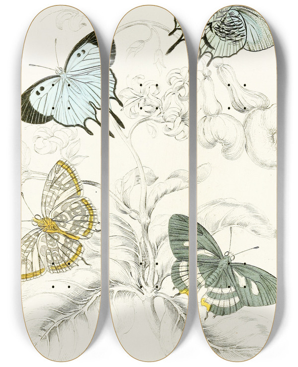 Triptych art skateboard deck of James Duncan Polyommatus Venus Polyommatus Achaeus by James Duncan (1806-1881)