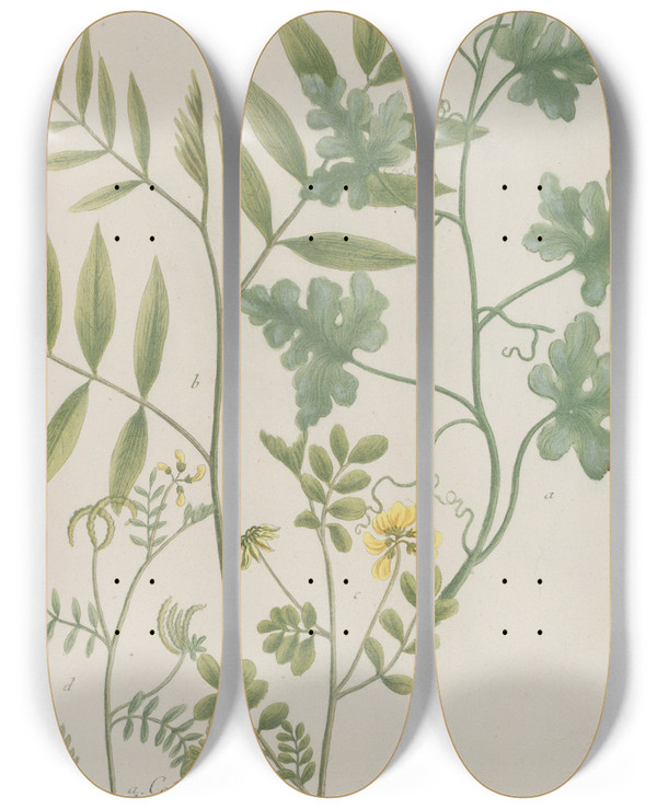 Triptych art skateboard deck of Johann Wilhelm Weinmann Phytanthoza Iconographia Pl128 by Johann Wilhelm Weinmann (1683-1741)