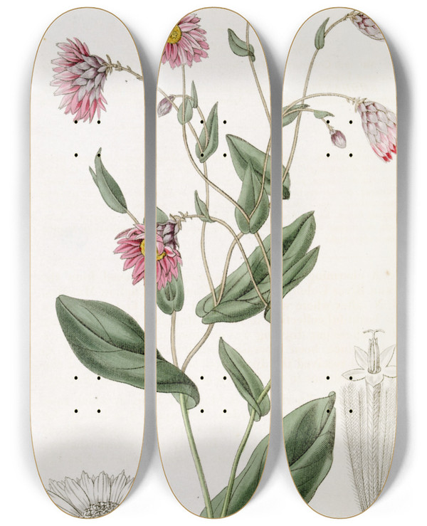 Triptych art skateboard deck of Sydenham Edwards Captain Mangless Rhodanthe by Sydenham Edwards (1768-1819)