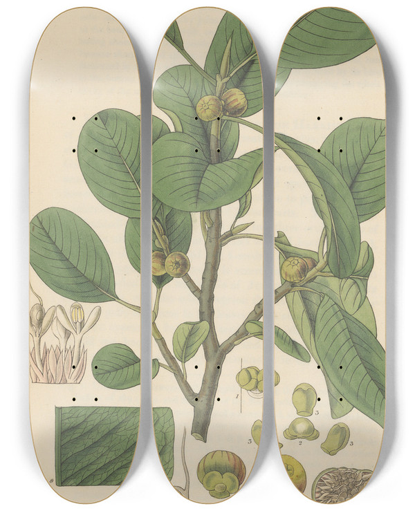 Triptych art skateboard deck of William Jackson Hooker Ficus Nitida by William Jackson Hooker (1785-1865)