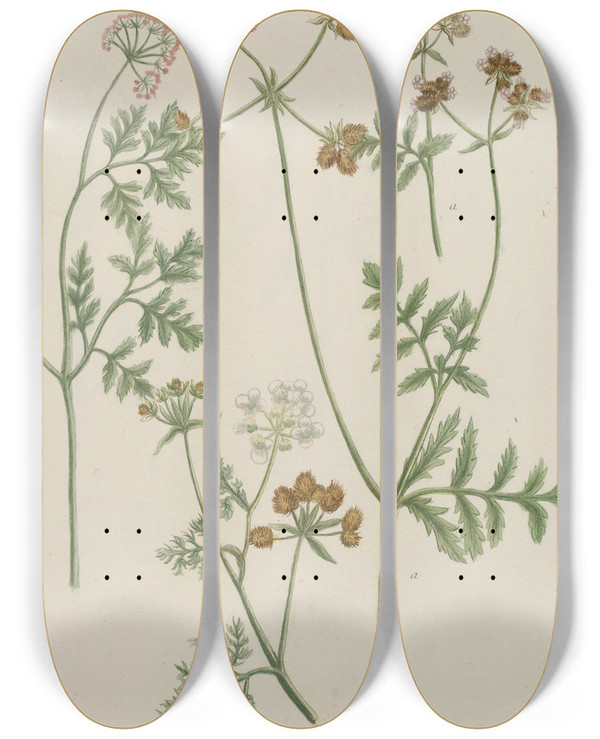 Triptych art skateboard deck of Johann Wilhelm Weinmann Phytanthoza Iconographia Pl067 by Johann Wilhelm Weinmann (1683-1741)