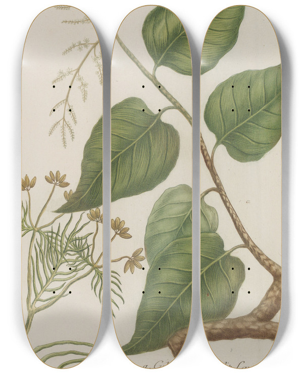 Triptych art skateboard deck of Johann Wilhelm Weinmann Phytanthoza Iconographia Pl170 by Johann Wilhelm Weinmann (1683-1741)
