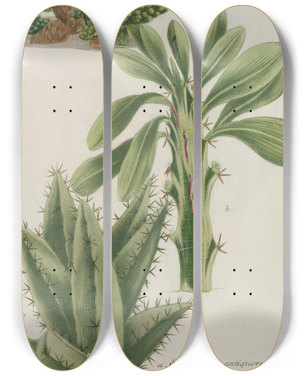 Triptych art skateboard deck of Johann Wilhelm Weinmann Phytanthoza Iconographia Pl220 by Johann Wilhelm Weinmann (1683-1741)