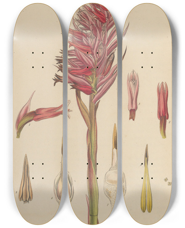 Triptych art skateboard deck of William Jackson Hooker Neottia Speciosa_2 by William Jackson Hooker (1785-1865)