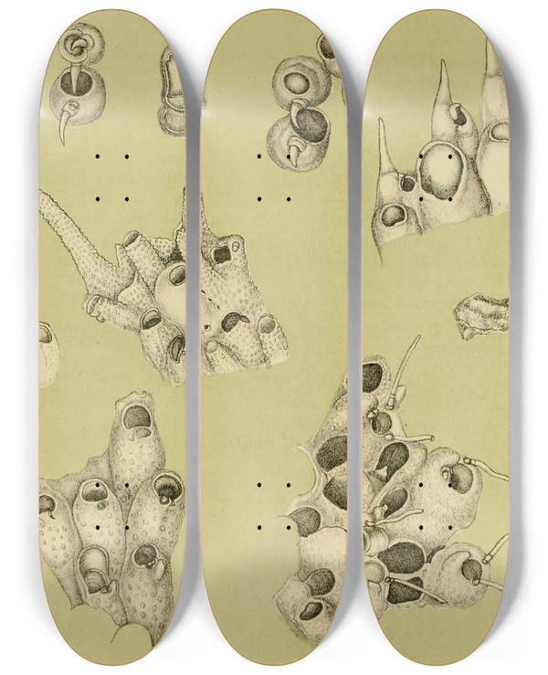 Triptych art skateboard deck of Frederick Mccoy Polyzoa Iv by Frederick Mccoy (1817-1899)