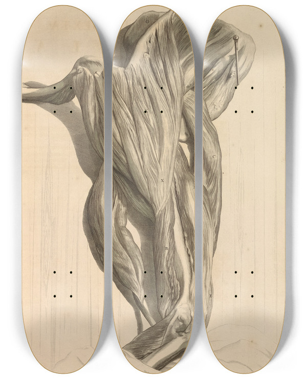 Triptych art skateboard deck of Gerard De Lairesse Anatomia Humani Corporis Pl067 by Gerard de Lairesse (1641-1711)