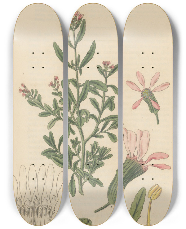 Triptych art skateboard deck of William Jackson Hooker Cuphea Parviflora by William Jackson Hooker (1785-1865)