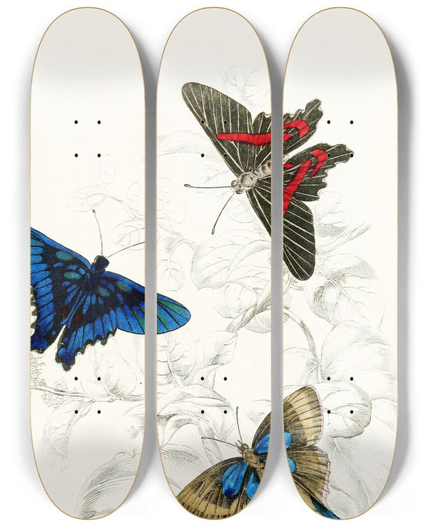 Triptych art skateboard deck of James Duncan Erycina Melibaeuslaxura Alcides by James Duncan (1806-1881)