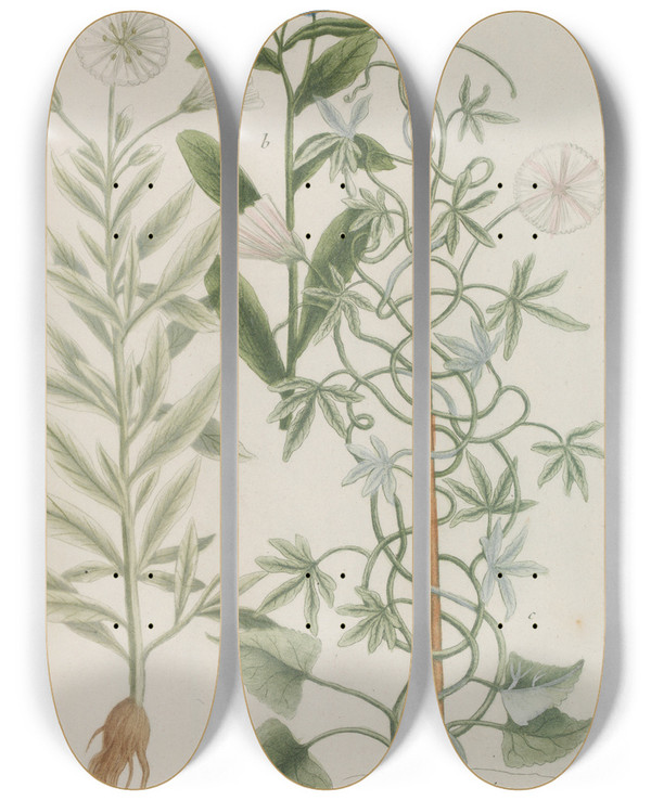 Triptych art skateboard deck of Johann Wilhelm Weinmann Phytanthoza Iconographia Pl140 by Johann Wilhelm Weinmann (1683-1741)