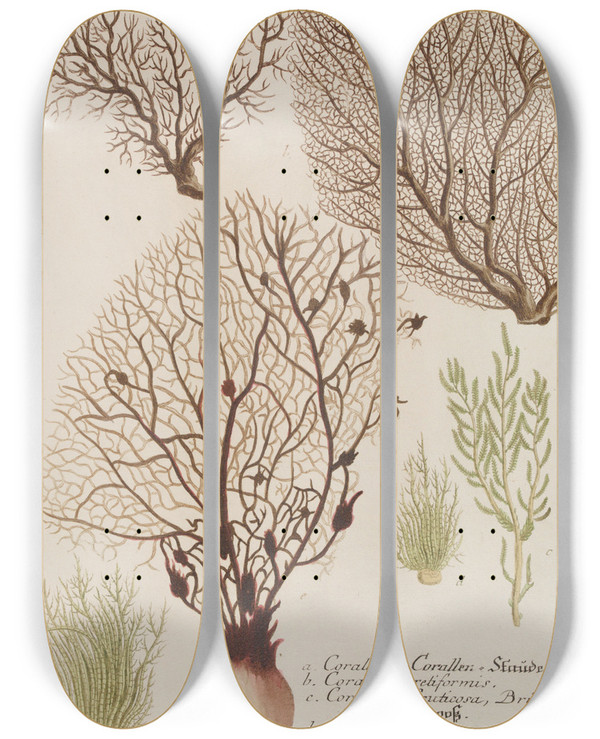 Triptych art skateboard deck of Johann Wilhelm Weinmann Phytanthoza Iconographia Pl150 by Johann Wilhelm Weinmann (1683-1741)