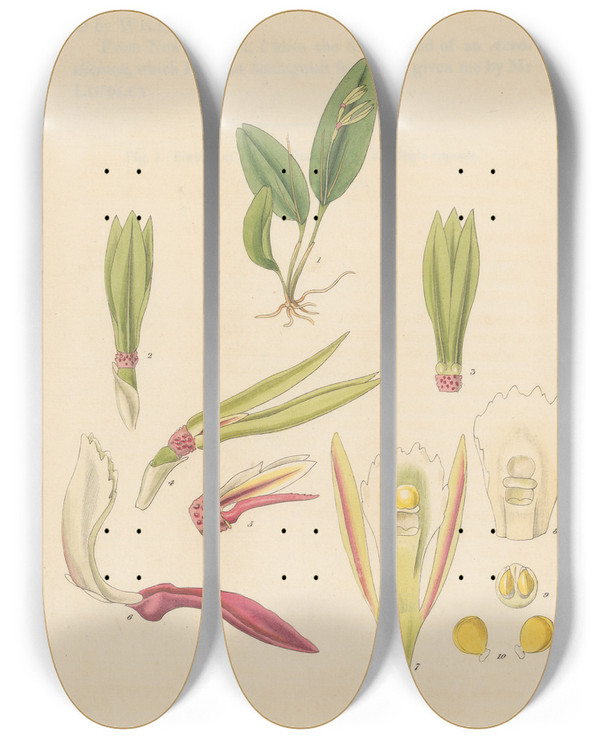 Triptych art skateboard deck of William Jackson Hooker Epidendrum Monophyllum by William Jackson Hooker (1785-1865)