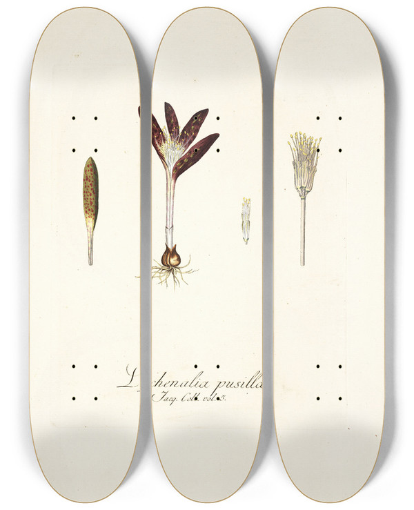 Triptych art skateboard deck of Nikolaus Joseph Freiherr Von Jacquin Lachenalia Pusilla by Nikolaus Joseph Freiherr Von Jacquin (1727-1817)