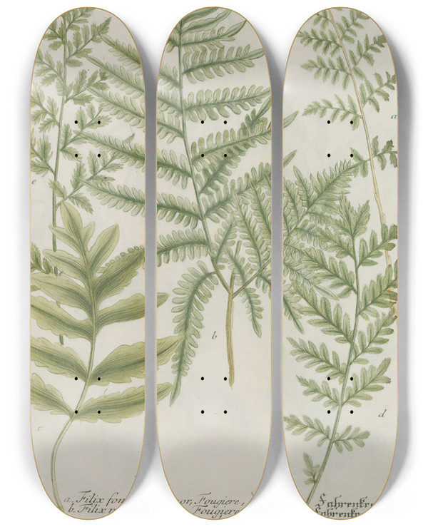 Triptych art skateboard deck of Johann Wilhelm Weinmann Phytanthoza Iconographia Pl234 by Johann Wilhelm Weinmann (1683-1741)